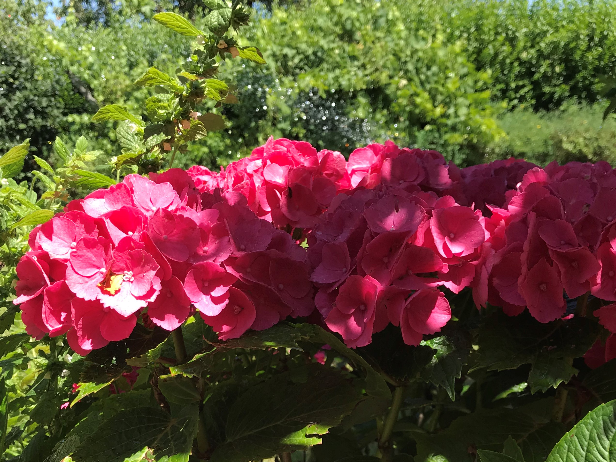 Cuidar el Jardín